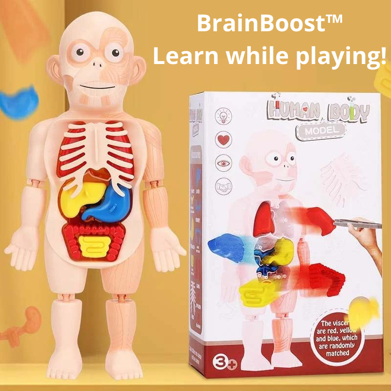 BrainBoost™  Interactive Human Body Model -Unlock Creativity and Critical Thinking